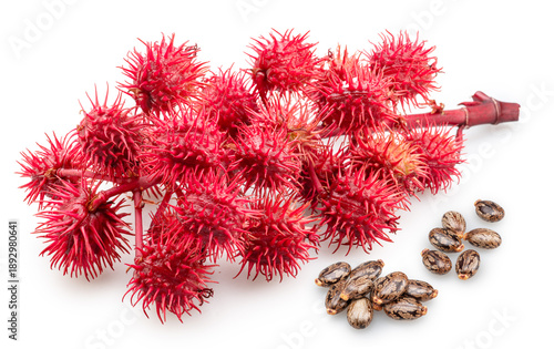 Fotografie Red spiny seed pods of Castor Bean and castor seeds on white background