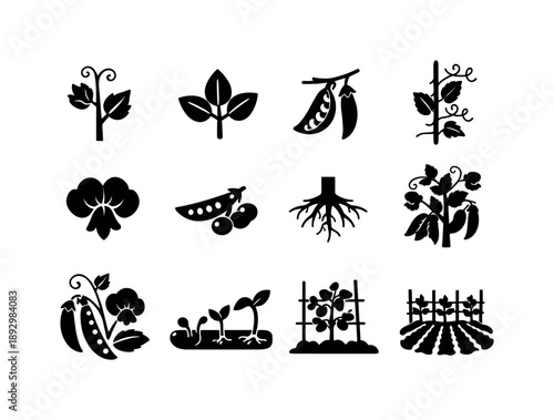Pea Plant Icons. Pea Plant. Solid icon set of Pea Plant: pea stem, leaf cluster, pea pod growth, climbing vine, pea flower, developing peas, root base, full