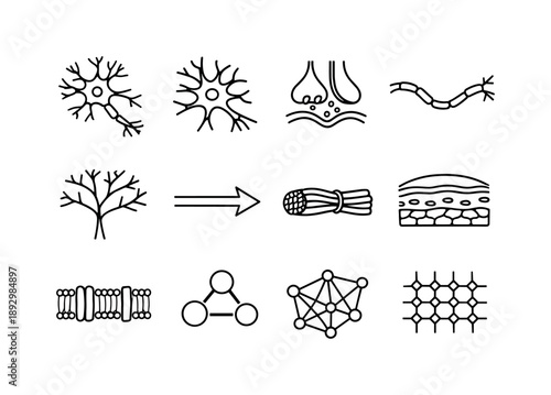 Neuroanatomy Line Icons. Neuroanatomy Basics. Line icon set of Neuroanatomy Basics: neuron diagram, glial cell, synapse icon, axon pathway, dendrite tree,