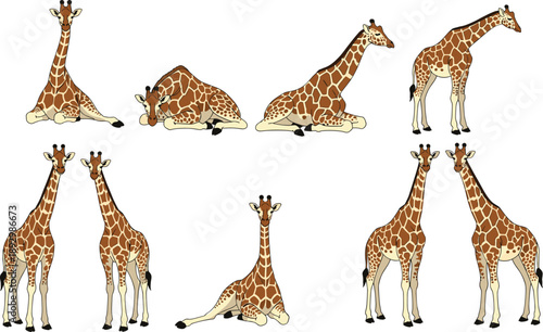 Giraffe cartoon poses vector set, cute African wildlife animals sitting standing lying positions, safari character illustration isolated on white background