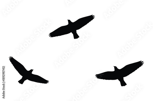 Three Birds Flying in Formation Silhouette