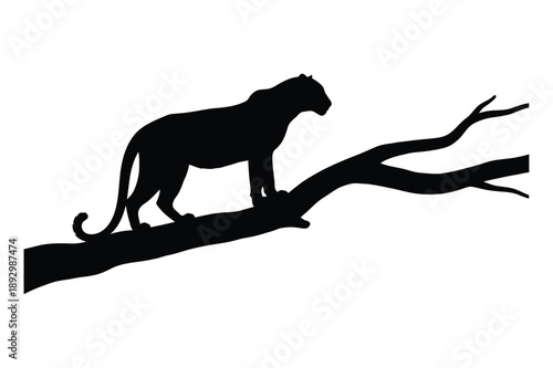 Panther Silhouette on Tree Branch