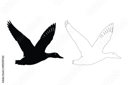Flying duck, black silhouette and outline on white background