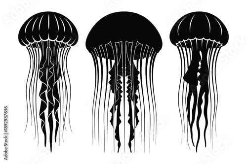 Three jellyfish in silhouette and outline on white background