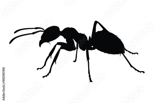Silhouette of an ant, close-up, black and white graphic