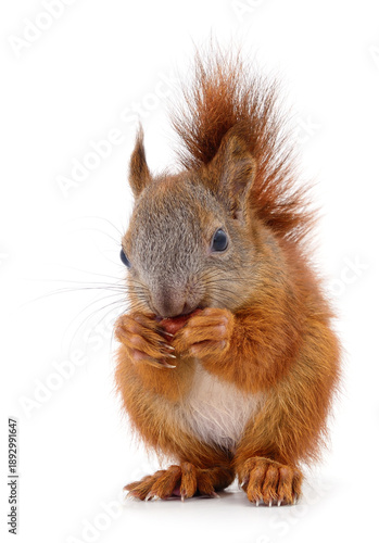 Tapety artystyczne Eurasian red squirrel eating nut isolated on white background