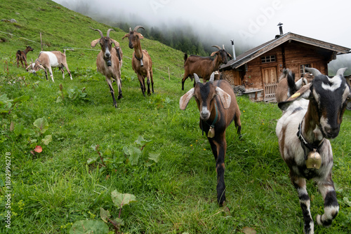 Goat herd walking on alpine pasture near rustic wooden cabin in misty mountains, rural countryside scene