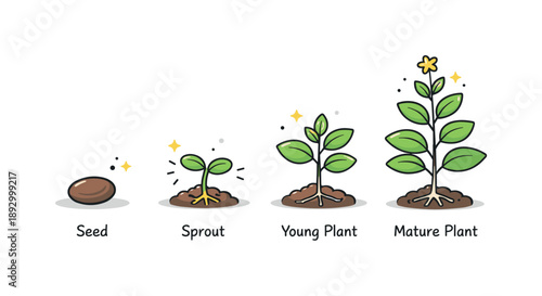 Plant Growth Stages. Plant growth stages. A simple sequence shows a seed, sprout, young plant, and mature plant arranged in order. Learning, clarity, and