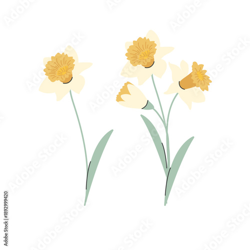 Narcissus flowers isolated on white background. ute pastel spring flowers Vector illustration.