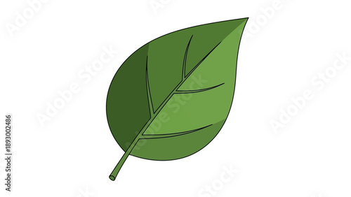Simple vector graphic illustration depicting a vibrant green deciduous leaf with prominent veins and a short stem isolated on white.