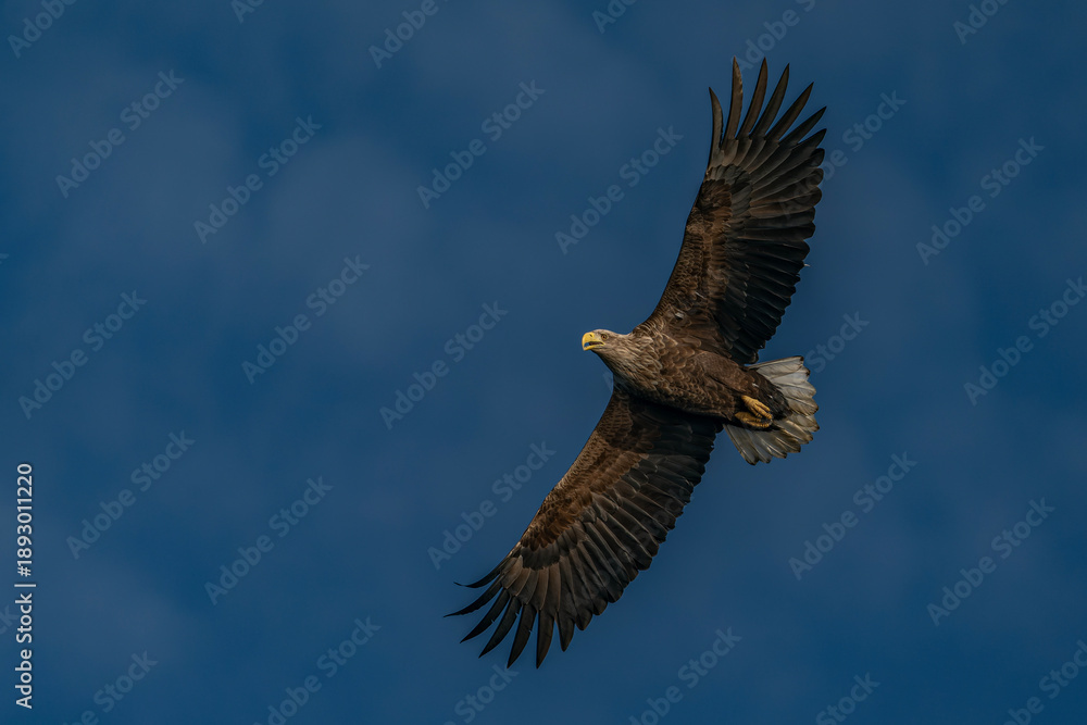 Naklejka premium white tailed eagle (Haliaeetus albicilla) in flight. Oder delta in Poland, europe. Polish Eagle. National Bird Poland. Blue sky background.