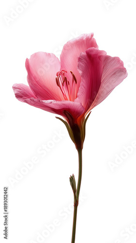 Delicate Pink Flower Standing Tall in Isolation, Showcasing Its Intricate Petals and Graceful Stem, Radiating Beauty and Elegance on Transparent Background