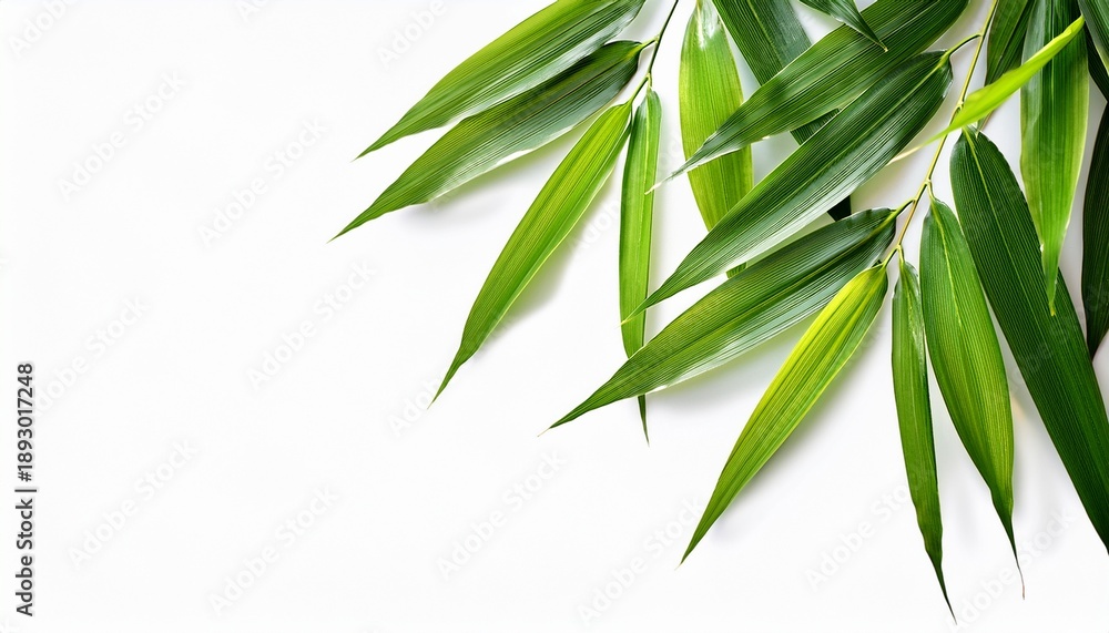 Fototapeta premium Green Bamboo Leaves On Isolated Transparent Background