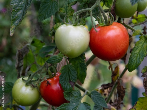 Tomatoes ripening on the vine, red and green fruits on plant in garden close-up, fresh organic produce