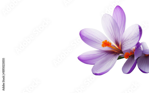 Saffron crocus flower on white background,png