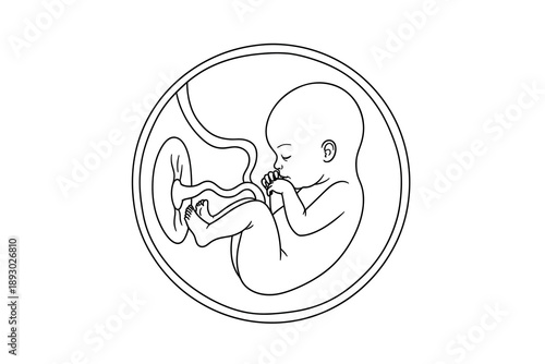 A line drawing of a fetus in the womb at a fetal development stage