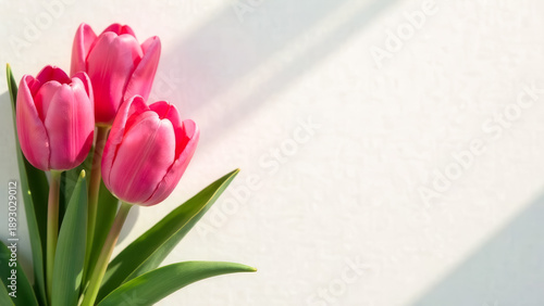 Flowers pink tulips on white background in sunlight. International Womens day, Mothers Day or Valentines Day greeting card with copy space place for text side view. Mockup design of gift certificate.