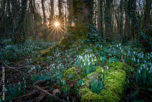 Fotografía snowdrops n Penrhos park anglesey north wales