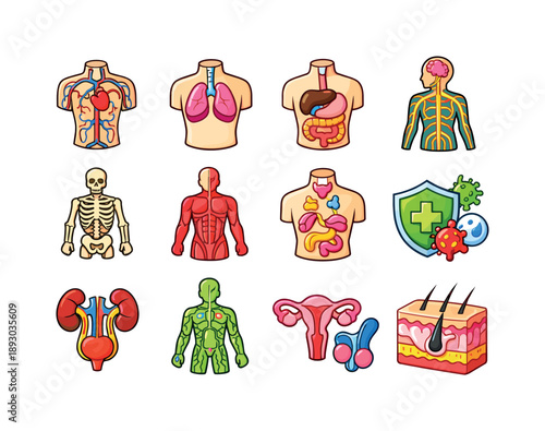 Colorful Body System Icons. Body System Diagrams. Colorful isometric vector icons set of Body System Diagrams: circulatory diagram, respiratory diagram,