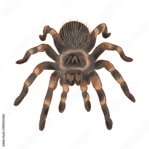 crayon spider no background