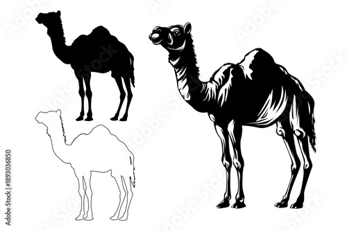 Premium camel vector set collections showcasing three distinct styles Outline silhouette and intricate Lineart illustration all perfectly isolated for versatile design applications