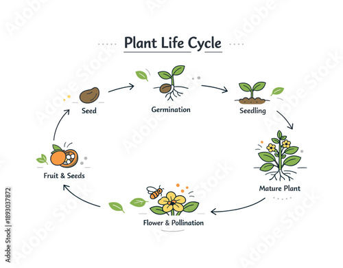 Plant Life Cycle Diagram. Plant life cycle infographic chart. A structured infographic combining plant icons, arrows, and short labels to explain reproduction