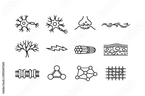 Neuroanatomy Line Icons. Neuroanatomy Basics. Line icon set of Neuroanatomy Basics: neuron diagram, glial cell, synapse icon, axon pathway, dendrite tree,