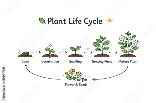 Plant Growth Infographic. Plant life cycle education diagram. A simple infographic chart explaining plant growth stages with labeled icons and arrows guiding