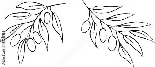 Olive branch sketch - hand-drawn linear illustration. Isolated vector illustration on a transparent background.