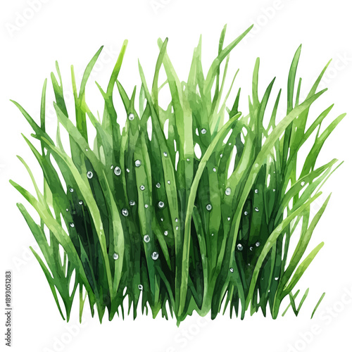 Soft Green Grass With Dew, elegant watercolor illustration luminous highlights, isolated on a white background.