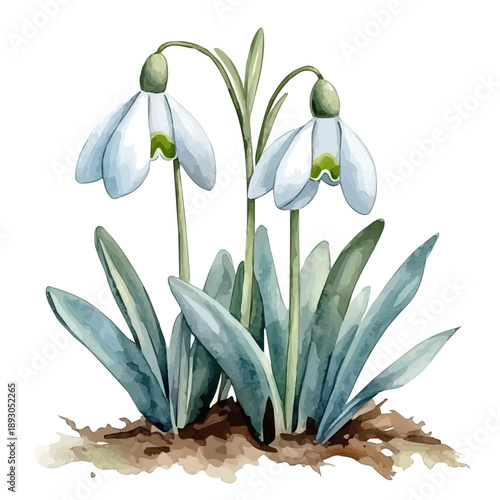 Snowdrops Blooming, charming watercolor clipart, isolated on a white background.