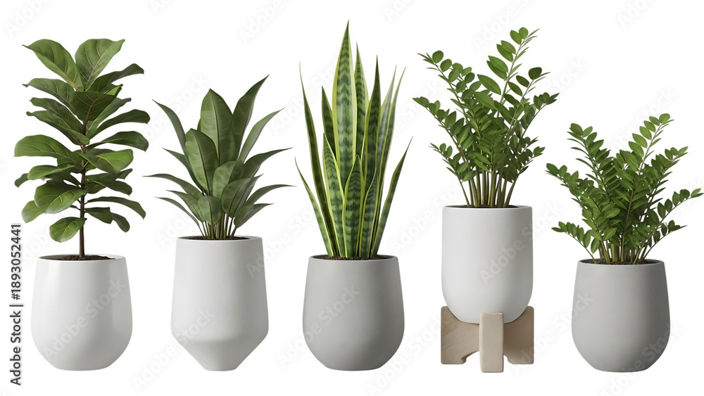 Fototapeta premium Indoor Plants Set Of Five In White And Gray Pots Modern Decor On Isolated Transparent Background