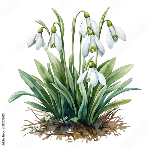 Snowdrops Blooming, cute watercolor illustration with intricate patterns and vibrant splashes, isolated on a white background.