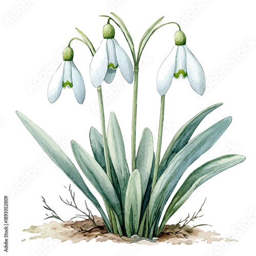 watercolor of Snowdrops Blooming draw illustration, isolated on a white background.