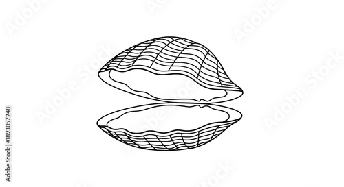 Black white line drawing two seashells open interior wavy pattern