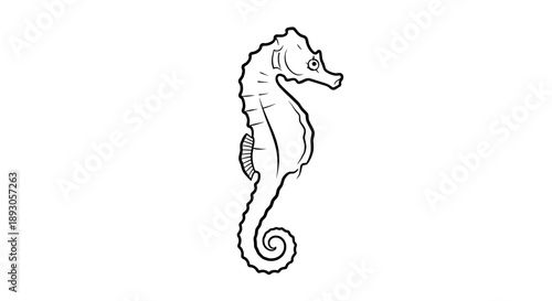 Black and white line drawing seahorse with spiral tail pattern