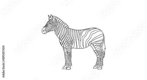 Black white zebra line drawing standing left facing right