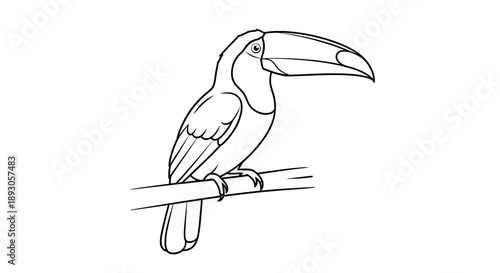 Black and white line drawing of toucan bird perched on branch