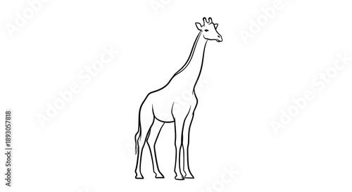 Minimalist line drawing of giraffe standing upright facing right