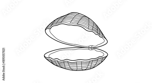 Black and white line drawing of open woven shell basket interior