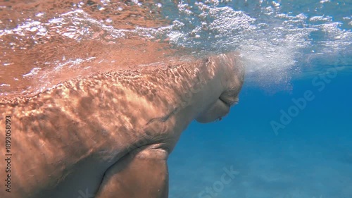 Dugong dugon (sea cow) underwater, slow motion