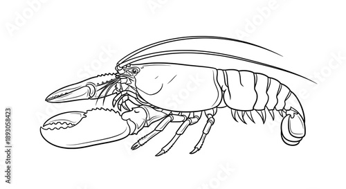 Black and white line drawing of lobster with curved tail and sharp claws