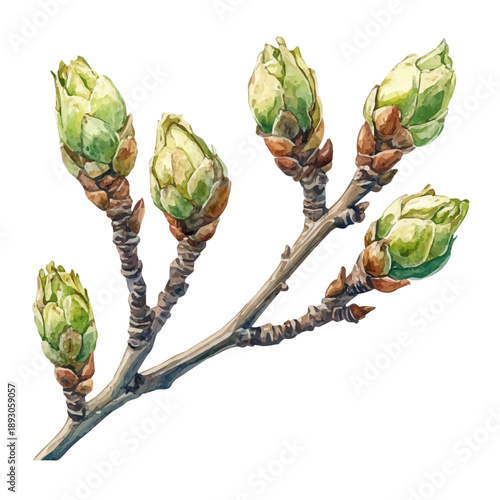 New Buds On A Tree, charming watercolor clipart, isolated on a white background.