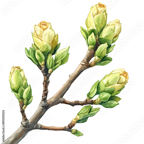 watercolor of New Buds On A Tree draw illustration, isolated on a white background.