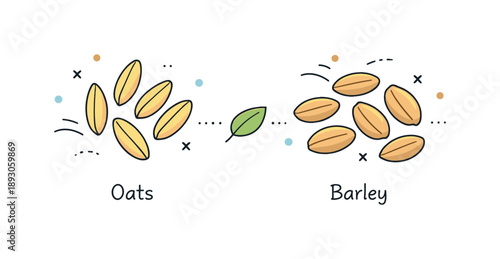 Oats and Barley Elegance. Oats and barley grains. Whole oat and barley grains arranged neatly in a clean composition, calm and natural food illustration mood.