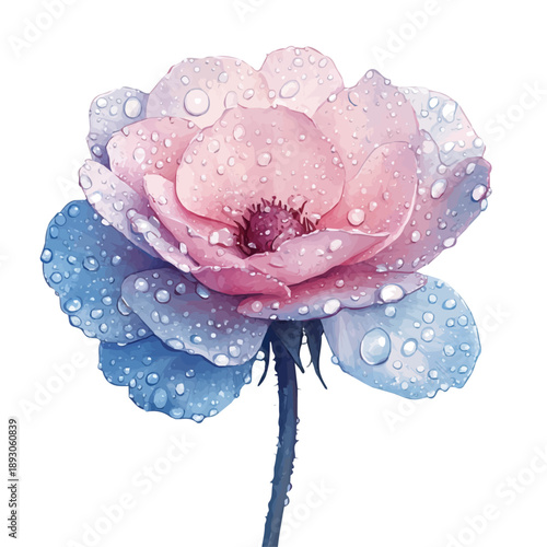 watercolor of Morning Dew On Petals vector painting, isolated on a white background.