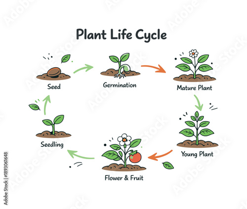 Plant Growth Infographic. Plant life cycle education diagram. A simple infographic chart explaining plant growth stages with labeled icons and arrows guiding