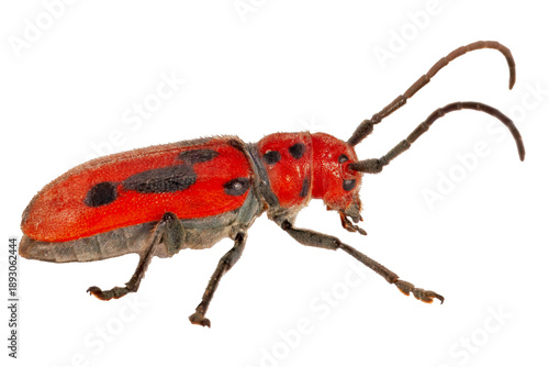 Tableau sur toile Red Milkweed Longhorn Beetle, Tetraopes tetrophthalmus, on white background