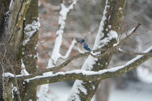 Bluejay perched on a tree branch on a snowy Pennsylvania day.
