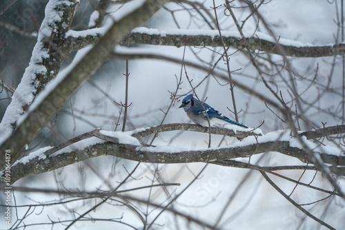 Bluejay perched on a tree branch on a snowy Pennsylvania day.